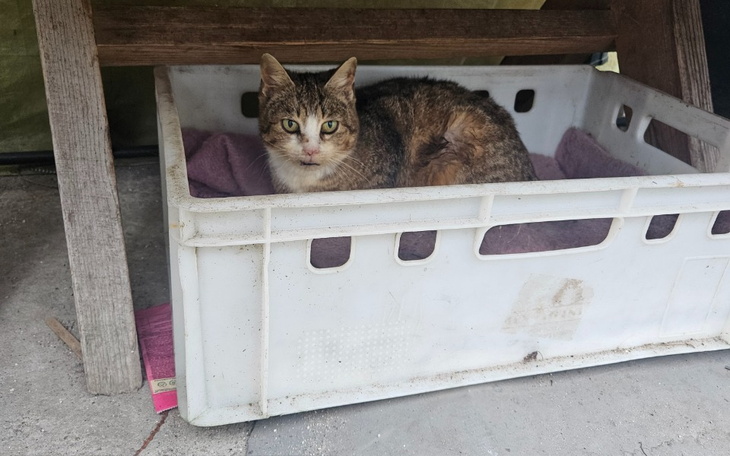 Kot leżący w plastikowym pojemniku, wygląda na zrelaksowanego.