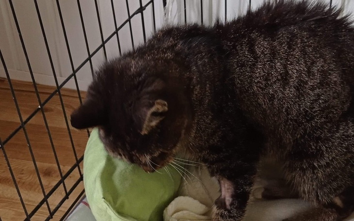 Zbiórka Staruszka Jadwiga - zdjęcie główne