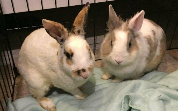 Zbiórka Królicze biedaki - zdjęcie główne