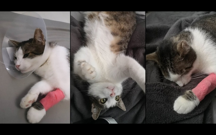 Zbiórka Leczenie Albedo - zdjęcie główne