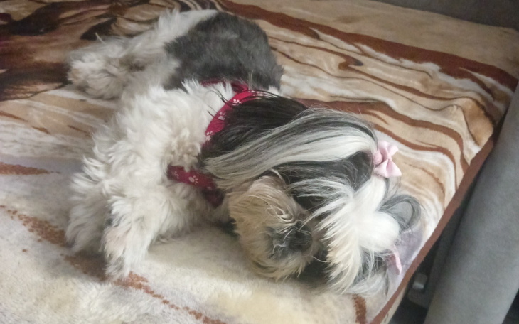 Słodki piesek śpiący na kanapie.