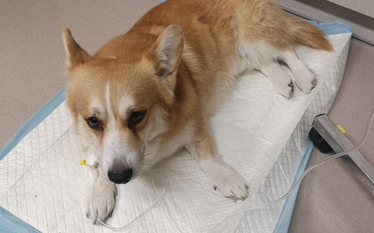 Zbiórka Walka o Kompota - zdjęcie główne