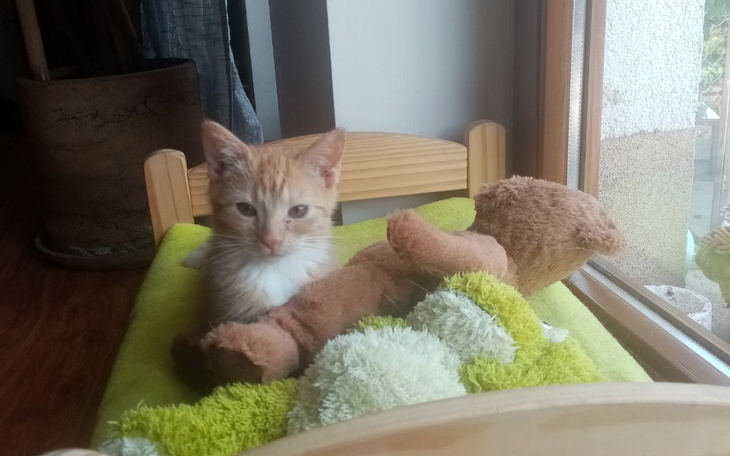 Zbiórka Przygarnięte kotki - zdjęcie główne