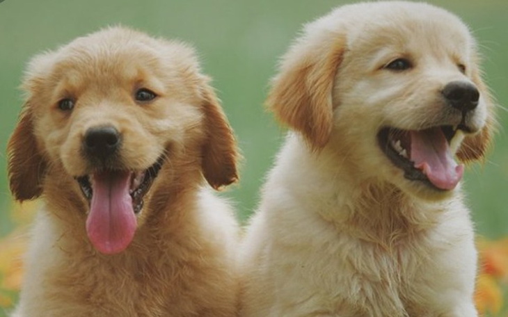 Zbiórka Schronisko dla zwierzat w-ch. - zdjęcie główne