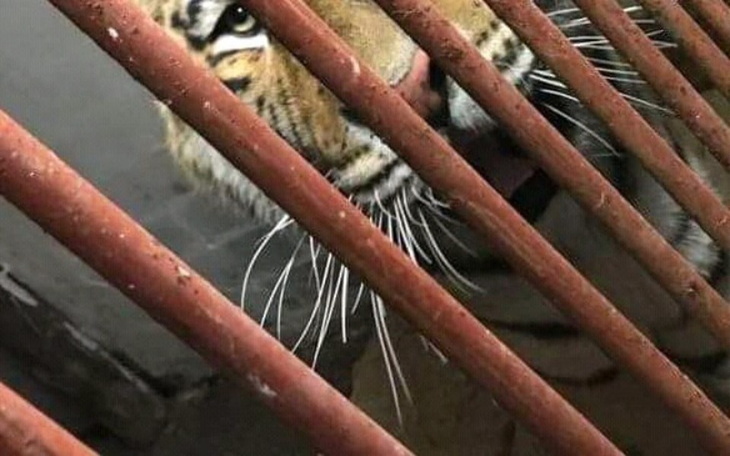 Zbiórka Na tygrysy z poznańskiego zoo - zdjęcie główne