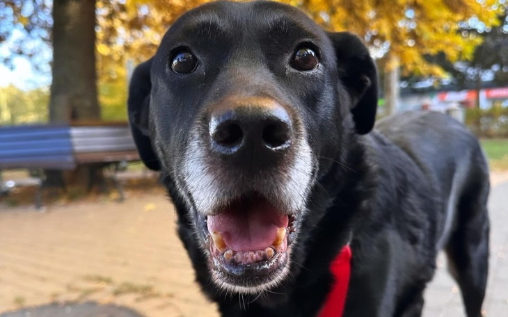 Zbiórka Życie Bruneta - zdjęcie główne