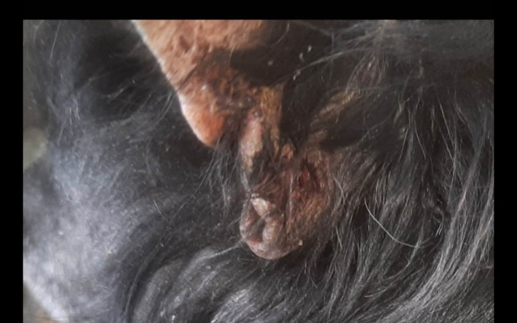 Zbiórka Zbieram na leczenie psa odiego - zdjęcie główne