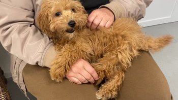 Zbiórka Maleńka Marysia miała umrzeć - miniaturka zdjęcia