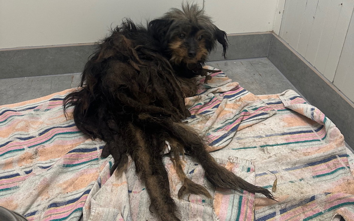 Zabiedzony pies leżący na ręczniku w lecznicy.