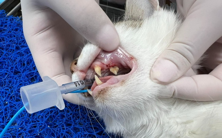 Weterynarz podaje zastrzyk kotu w klinice.