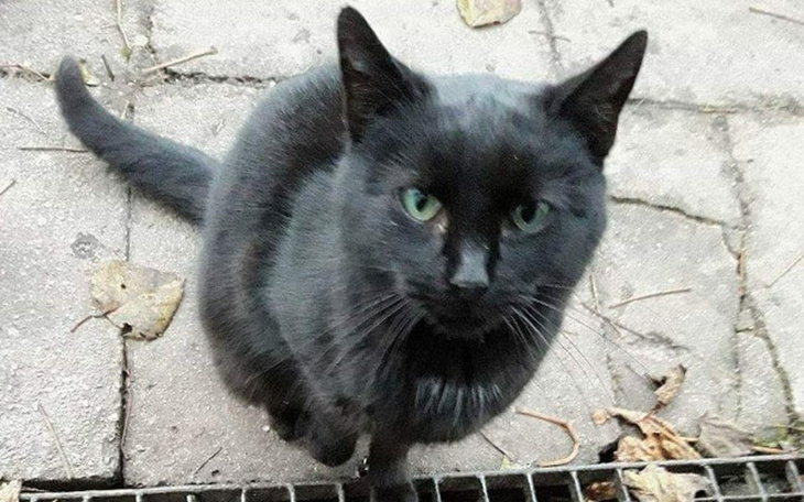 Zbiórka Na podróż Zielonookiej do domu. - zdjęcie główne