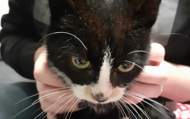 Zbiórka Leczenie małego kotka z ulicy. - zdjęcie główne