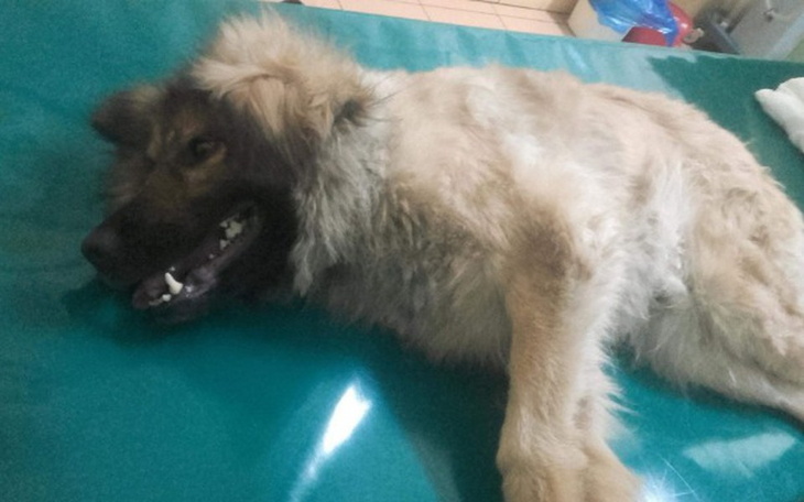 Zbiórka Rezonans magnetyczny dla Tyriona - zdjęcie główne