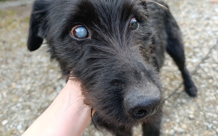 Czarny pies z wyrazistymi oczami, przytulany przez człowieka.