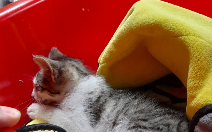 Zbiórka Pomoc Potrąconej Kotki - zdjęcie główne