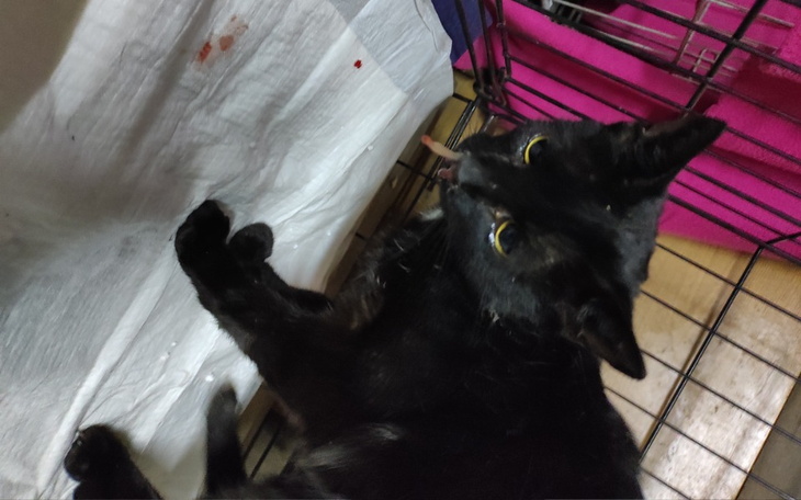 Zbiórka Dzień bezdomnych zwierząt - zdjęcie główne