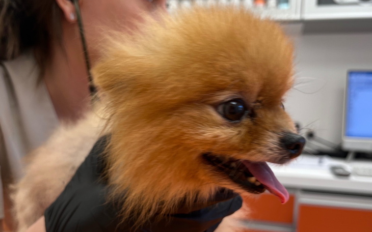Pies rasy pomeranian w gabinecie weterynaryjnym.