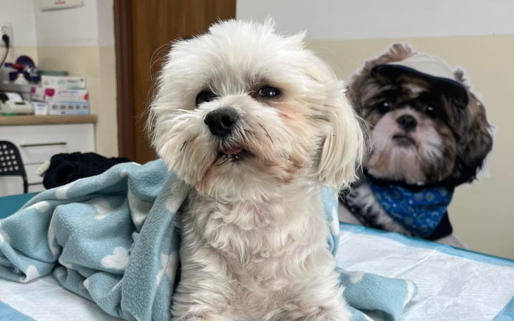 Mały pies owinięty w koc, w tle zdjęcie innego psa.