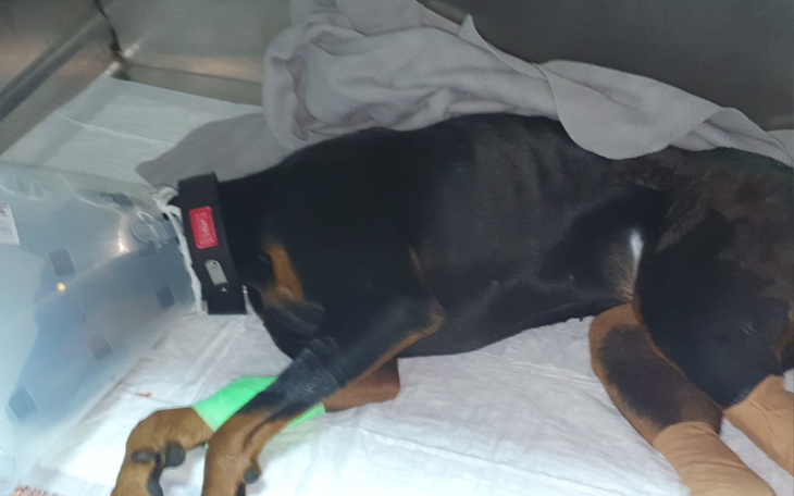 Zbiórka Rechabiltacja dla Grety - zdjęcie główne