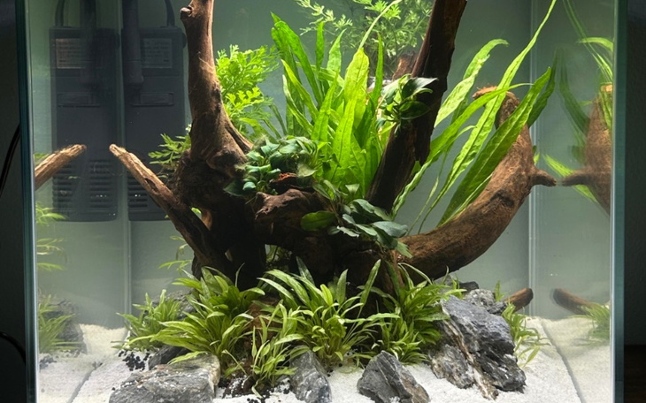 Zbiórka Moje wymarzone akwarium - zdjęcie główne