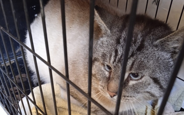 Zbiórka Dla działkowego olbrzyma - zdjęcie główne