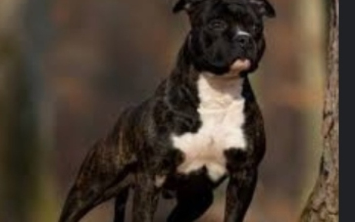 Zbiórka Na nowy dom dla mojego pieska - zdjęcie główne