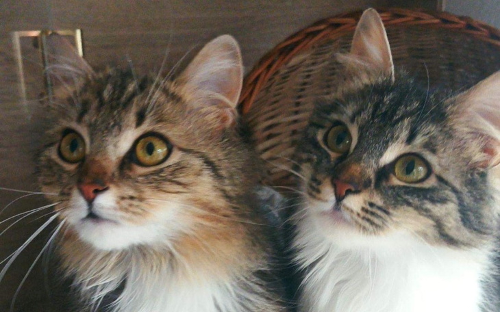 Zbiórka Na nowe życie kotów z Ukrainy - zdjęcie główne