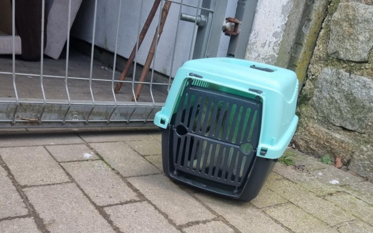 Pusty transporter dla zwierząt na chodniku, w tle ogrodzenie.