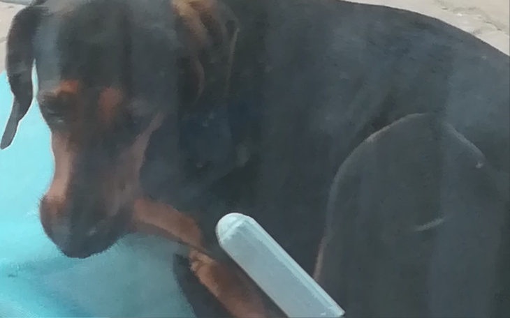 Zbiórka Szczepionka na pasterlioze - zdjęcie główne