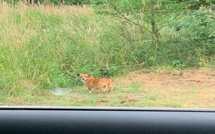 Zbiórka Bezdomny pies. - zdjęcie główne