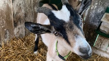 Zbiórka Na leczenie koziołka - miniaturka zdjęcia