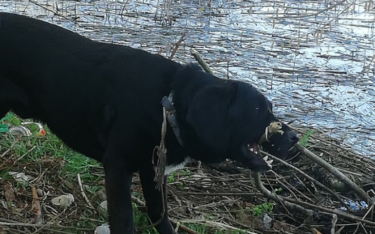 Zbiórka Dla zwierząt że schroniska - zdjęcie główne