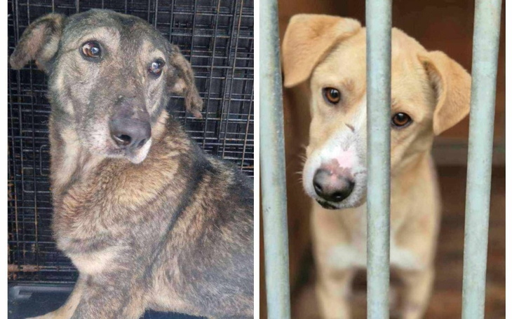 Dwa psy w schronisku, czekające na nowy dom.