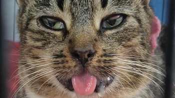 Zbiórka Uratuj z nami bezdomne koty - miniaturka zdjęcia