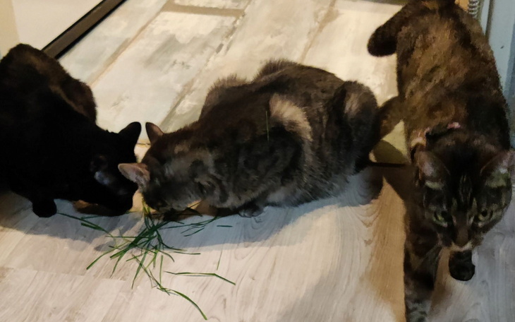 Trzy koty jedzące trawę na podłodze.