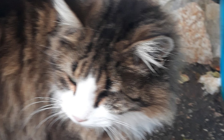 Zbiórka Bezdomne od zawsze... - zdjęcie główne