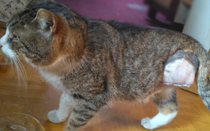 Zbiórka Kocurek z amputowaną łapką - zdjęcie główne