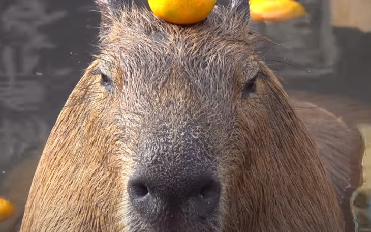 Zbiórka Serwer w grze Minecraft - zdjęcie główne