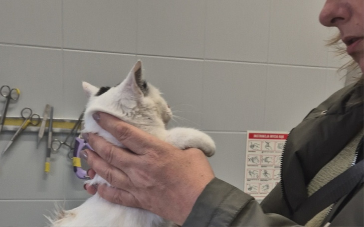 Kobieta trzyma kota w lecznicy, zwierzę wygląda na zrelaksowane.