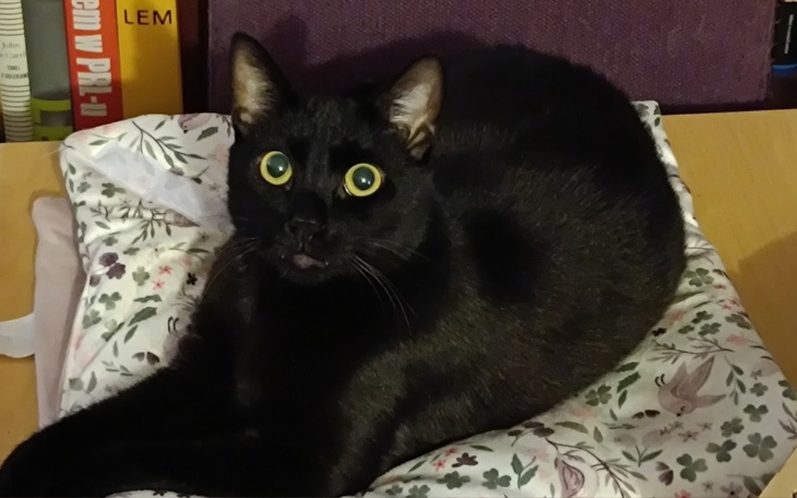 Czarny kot leżący na poduszce.