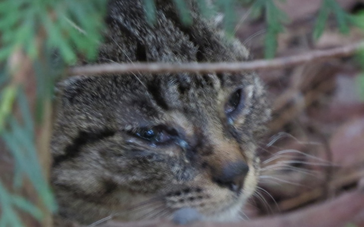 Zbliżenie na kota ukrytego wśród gałęzi.