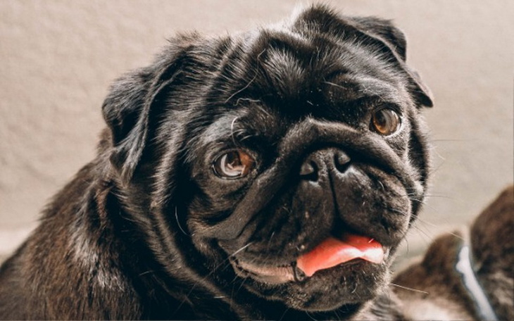 Zbiórka Pomagam Załodze Bulldoga! - zdjęcie główne