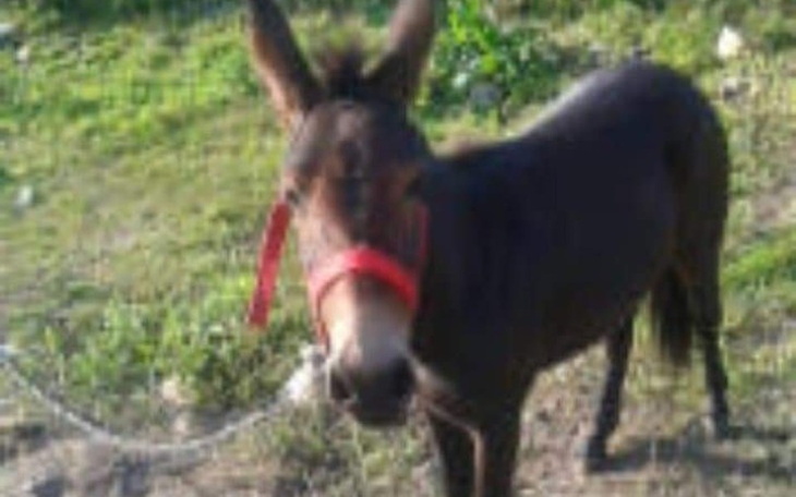 Zbiórka Pomoc dla Mula. Ma 11miesiecy. - zdjęcie główne