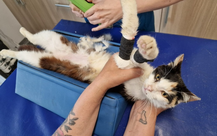 Zbiórka Walczymy o kolejne kocie życie - zdjęcie główne