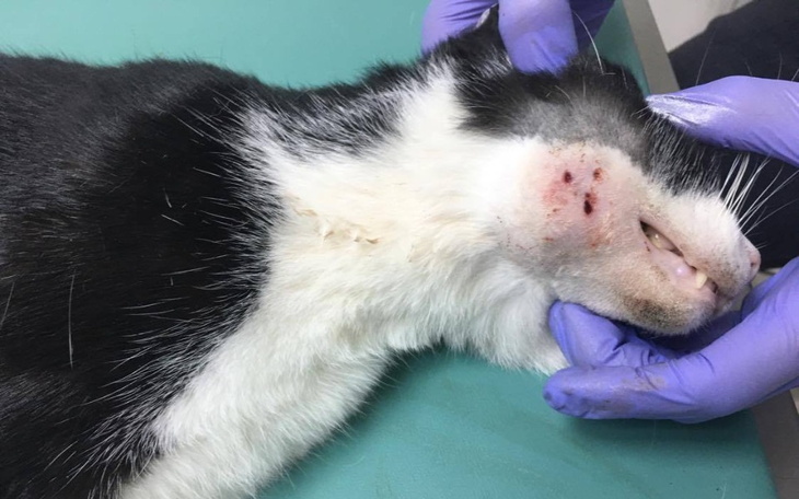 Zbiórka Pingwinek - zdjęcie główne