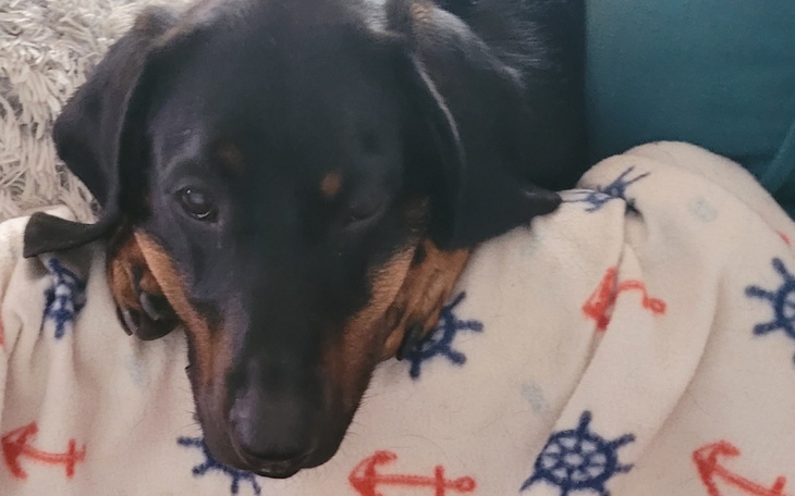 Pies leży na kocu, zrelaksowany i spokojny.