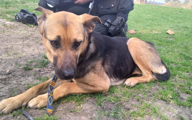 Zbiórka Wychudzona Viola - zdjęcie główne