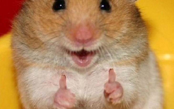 Zbiórka Nowe lokum dla chomika - zdjęcie główne