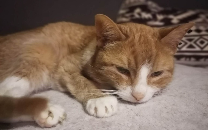 Zbiórka Na lek dla Karola - zdjęcie główne