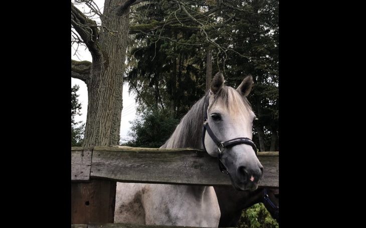 Zbiórka Ratunek dla mojej klaczy- Maddie - zdjęcie główne